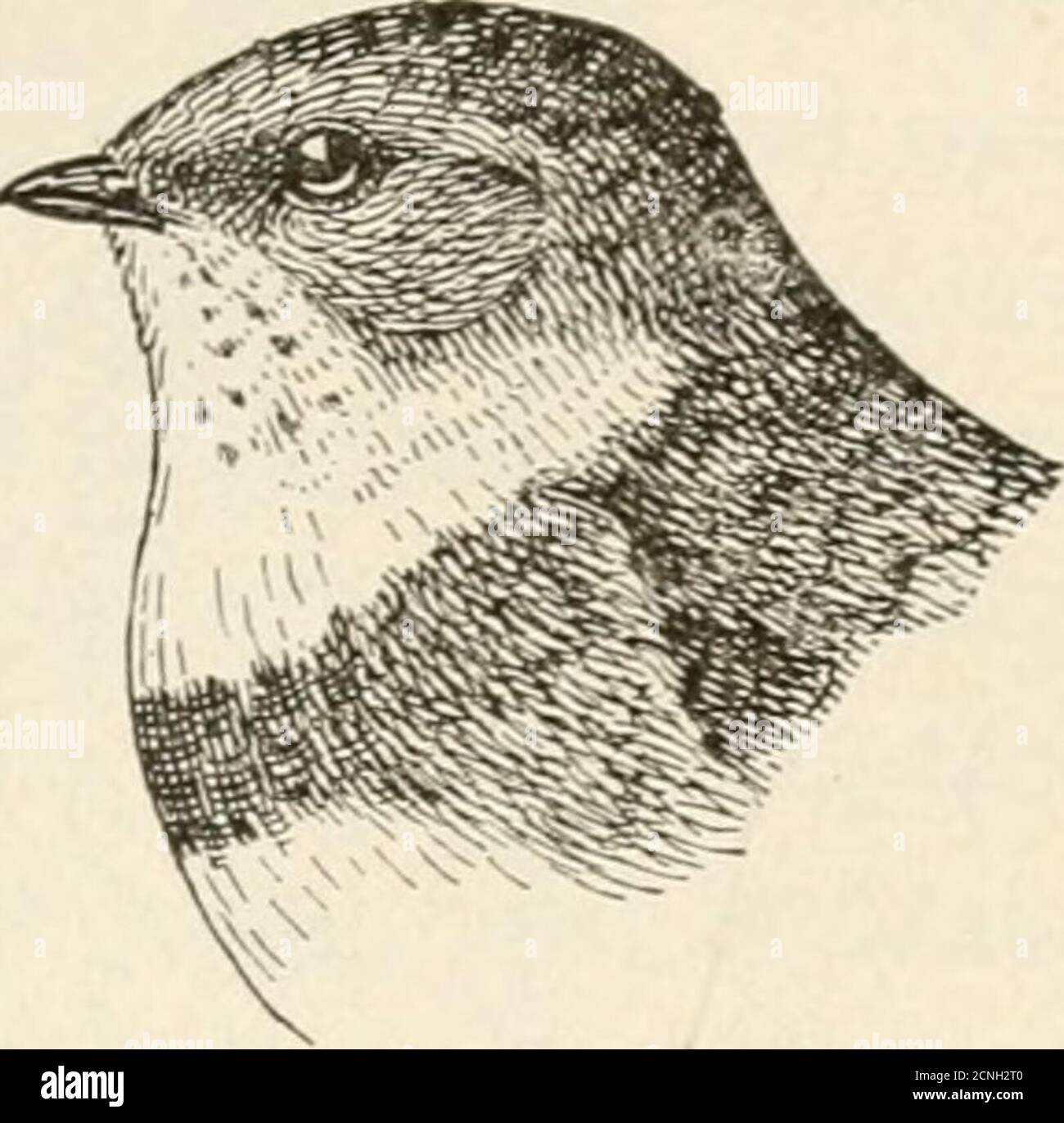 . Uccelli di villaggio e campo: Un libro di uccelli per principianti . ^ banche, uno è spesso colpito dal numero di BANCA INGHIOTTIRE 55. Fori ellittici nelle scogliere. Se si va fino al themand rap sulle pareti gli stellati scogliera-abitanti risponibili per queste decorazioni murali spesso flyout in un vortice circa la tua testa. Gli scavi varyin profondità da dodici inchesto quattro piedi, e sono madewith un'attenta evasione di pietre che potrebbero cadere dal tetto sulle helplessheads dei babes in thebank. Le uova, occultate, sono bianche. L'abitudine degli Swallows di nidificazione nelle colonie è un esempio interessante di t Foto Stock