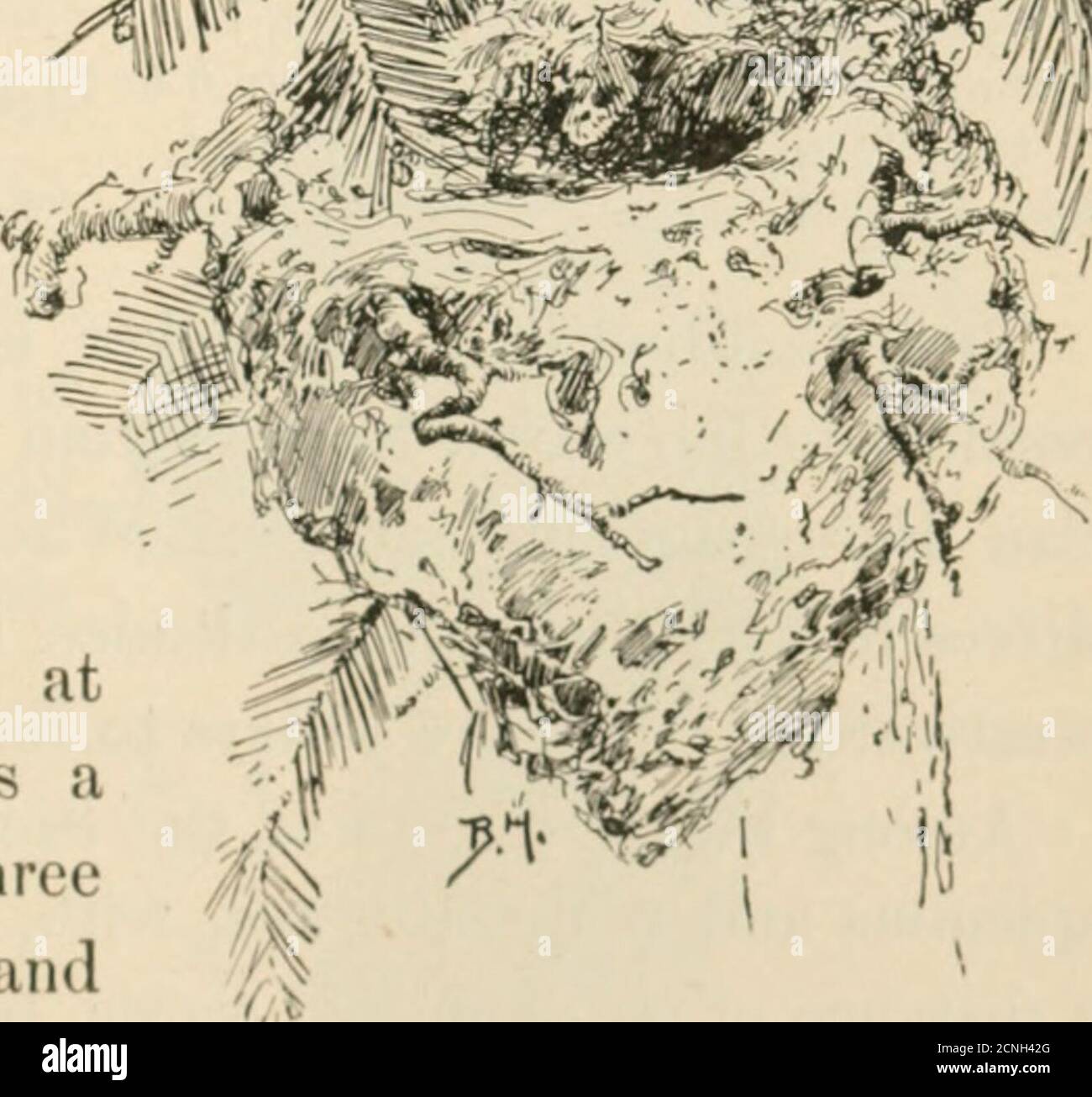 . Uccelli della California; un'introduzione a più di trecento uccelli comuni dello stato e isole adiacenti. .S^M^mm :!^. La solita chiamata di Ruby-coronata isa forte fischio sottile, inconfondibile qualcuna volta sentito. Onmigrations questo ishis nota solo, ma il tempo di atnesting ha atwittering warble di treenotes ripetuto su andover. Questo non si può sentire fino a hiswhistle, ma è morbido anddold. Occasionalmente è sentito in ritardo di notte quando thewind passa attraverso le boughs del pino e ruggisce gli slensers del thelittle. 749. ItUBY-Cl:OWNKl) KlNGLKT. Solo un esperto scaler può sperare di fare un peepinto. 462 UCCELLI TERRESTRI Foto Stock