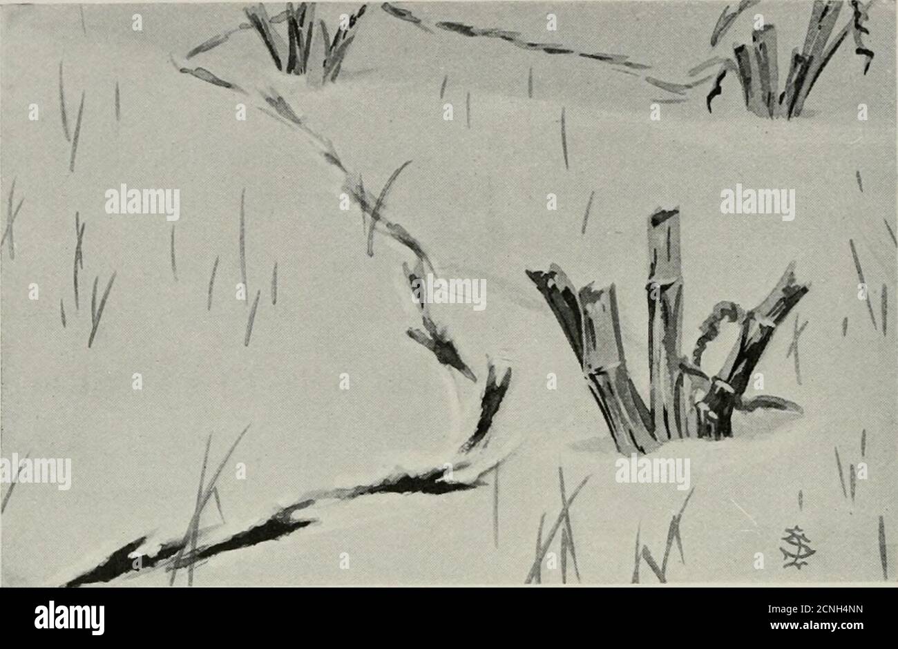 . Uccello-lore . RUFFED GROUSE DOPO IL DRUMMING fotografato da S. S. S. Stansell, Edmonton, B. C.. CROW TRACCIA tracce nella neve di EDMUND J. SAWYER, Black River, N. Y. illustrato dall'autoi A FTER tutto ciò che è stato pubblicato su segni animali, particu-/-% tracce larly nella neve, tracce Little e tracce grandi, tracce moreo meno istruttivo e interessante, tracce estremamente comune-luogo e non-commital, tracce profondamente ssuggestive: c'è il pericolo di perdere di vista il significato di queste cose, e di considerarle soprattutto interessanti in sé e per sé. E' bene felicitarsi Foto Stock