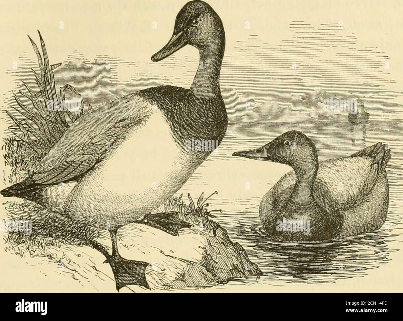 . Lo sportivo americano: . CAPITOLO XXIII. TELA-POSTERIORE. ANAS VALISINERIA. •ora tutti intorno a noi si levano i treni; Wild whistling ali su ogni band che sentiamo; l'allarme di morte in mezzo alle loro legioni sparsi, in file immensi winnow overhead. LA LORO STIMA ALTA. OTH con sportivi ed epicuri thefar-famed canvas-back si leva in avanti preminente per la ricchezza e la delicatezza di^ la sua carne; infatti, è concesso in tutti i quarti che nessun animale selvatico in qualsiasi ritratto del globo può viare nel sapore con thecanvas-back del Chesapeake o Poto-mac. Nessuna varietà di anatra è più eagerlyBought dopo dalla sp Foto Stock
