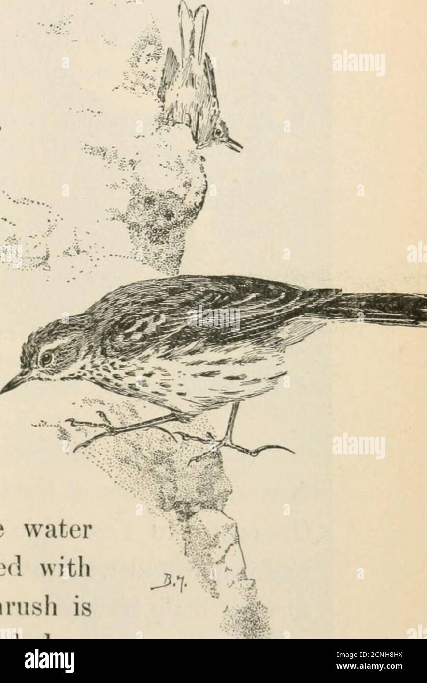 . Uccelli della California; un'introduzione a più di trecento uccelli comuni dello stato e delle isole adiacenti. Primavera i pipeliti iniziano sul loro viaggio verso la zona boreale, o nell'estremo nord o sopra la linea di legname nelle montagne. Fino alle vette più alte che girovagano, dove regna per sempre e viene il caldo feroce del pianeggiante, lì per costruire case a metà strada sulla strada del cielo. xd anche se non-musicale nelle pianure, come soonas raggiunge la solitudine delle montagne silenziose thePipit sorge su graziosi ali, un centinaio di piedi in aria, e si rompe in songwith un melodiou Foto Stock