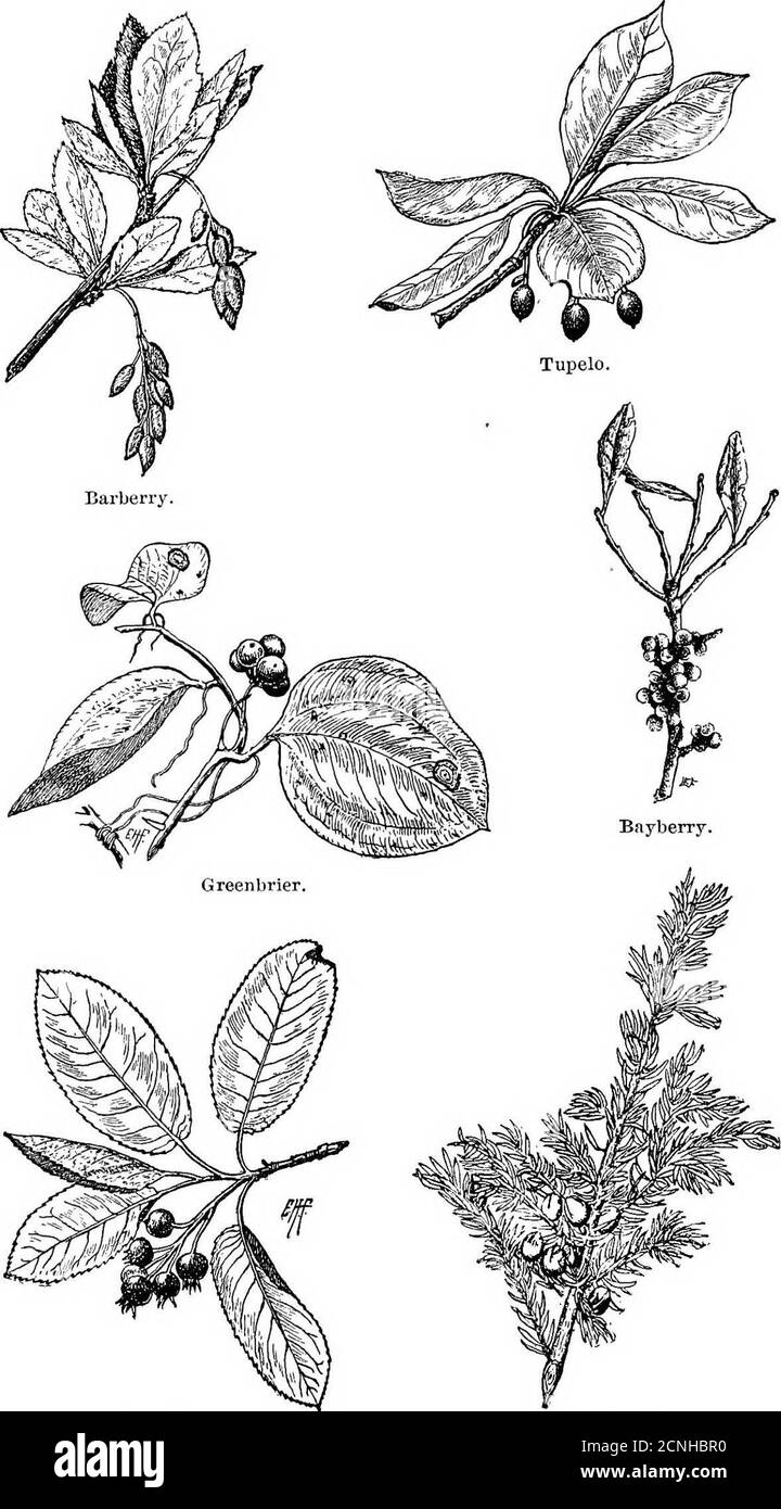 . Uccelli utili e la loro protezione. Contenente brevi descrizioni delle specie più comuni e utili del Massachusetts, con resoconti delle loro abitudini alimentari, e un capitolo sui mezzi per attirare e proteggere gli uccelli . Maiale. 157. – cetriolini di semi del grigio Ijircli, UNA lista di alberi che portano il fruil, arbusti e viti che arredano cibo per uccelli.sarsaparilla selvatica, Aralia nudicaulis. * Ash di montagna americana Sorbiis americana. * cenere di montagna europea, . , , . Borbtis Aucuparia. * Staghorn sumach, Rhus typhina.. Giugno Berry. Ginepro di terra. PIASTRA XXXVIII. Frutta che sono preziose come cibo di uccello. IL PRO Foto Stock