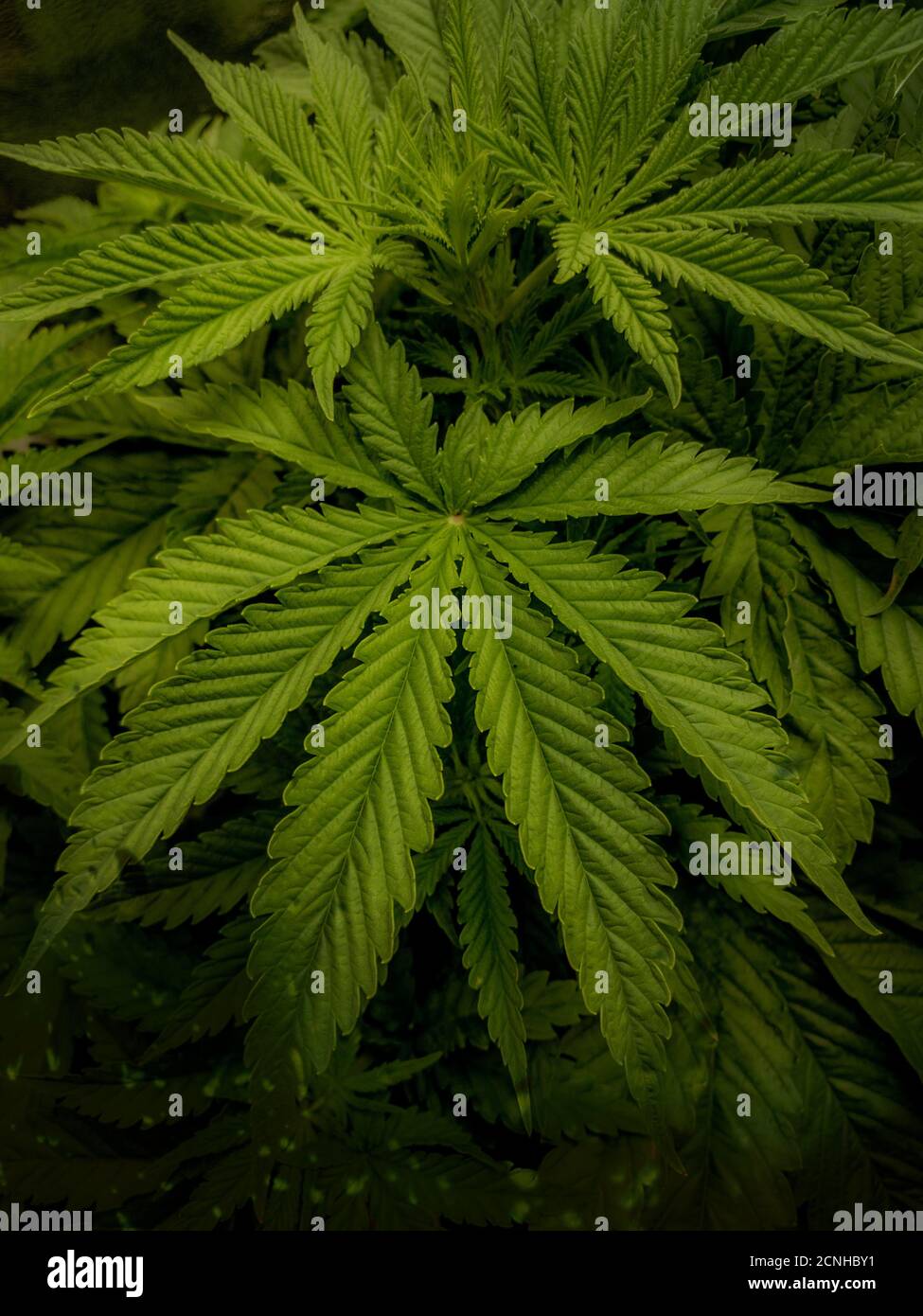 Foglie di pianta di cannabis su sfondo scuro Foto Stock