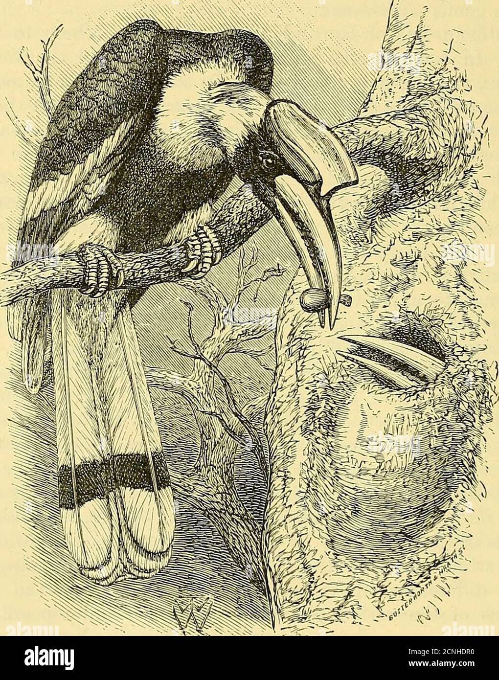 . Un dizionario di uccelli . (Toucan) restsonly sulla somiglianza apparente presentata dall'enorme becco, ed è contraddetta da importanti caratteri strutturali. In molte delle loro abitudini, per quanto queste siano note, tutte le Hornbuch sembrano bemuch simile, e anche se la modifica sotto forma di becco,. Homrani O Gran Hornbill Indiano (Dichoceros hicornis). Dopo che Tickells disegnava nella biblioteca Zoological Societys. E la presenza o l'assenza della straordinaria eccitazione,^da dove il loro nome deriva, causa grande diversità di asj^ectamen, il possesso di emicrcanti prominenti (non un commo Foto Stock