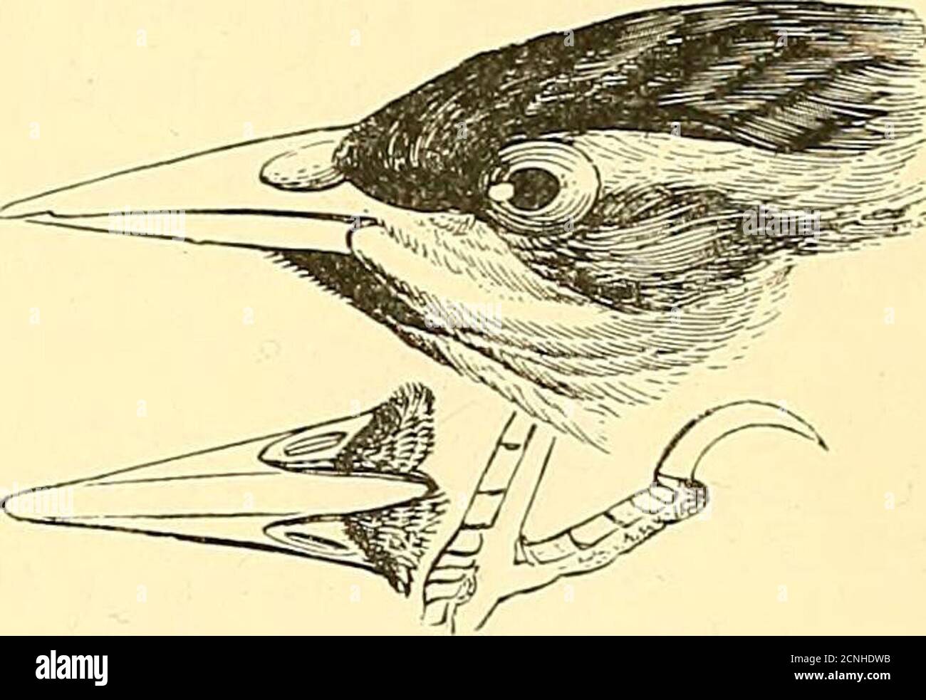 Stitch Bird Immagini E Fotos Stock Alamy