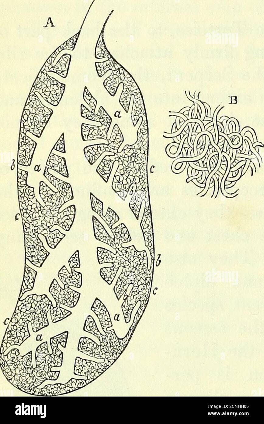 . Sull'anatomia dei vertebrati [risorsa elettronica] . subito dopo il suo organo, in due rami, un polmone toeach; le ramificazioni di ciascuna arteria formano plessi, fig.96, B, che compongono principalmente il tessuto polmonare: Le vene pulmo-narie lasciano ogni polmone da tronco di asino, e le due trunksunite in uno prima di terminatinell'auricolo sinistro.i rami primari superficiali A. Lobule del polmone di un uccello rappresentato in ideale Qf FAQ bronchi, 95, C, C, Invia sezione longitudinale, cclxviii. » » 3 di quelli secondari più profondi,fig. 96, a, a, che mantengono un diametro uniforme alla loro casc Foto Stock