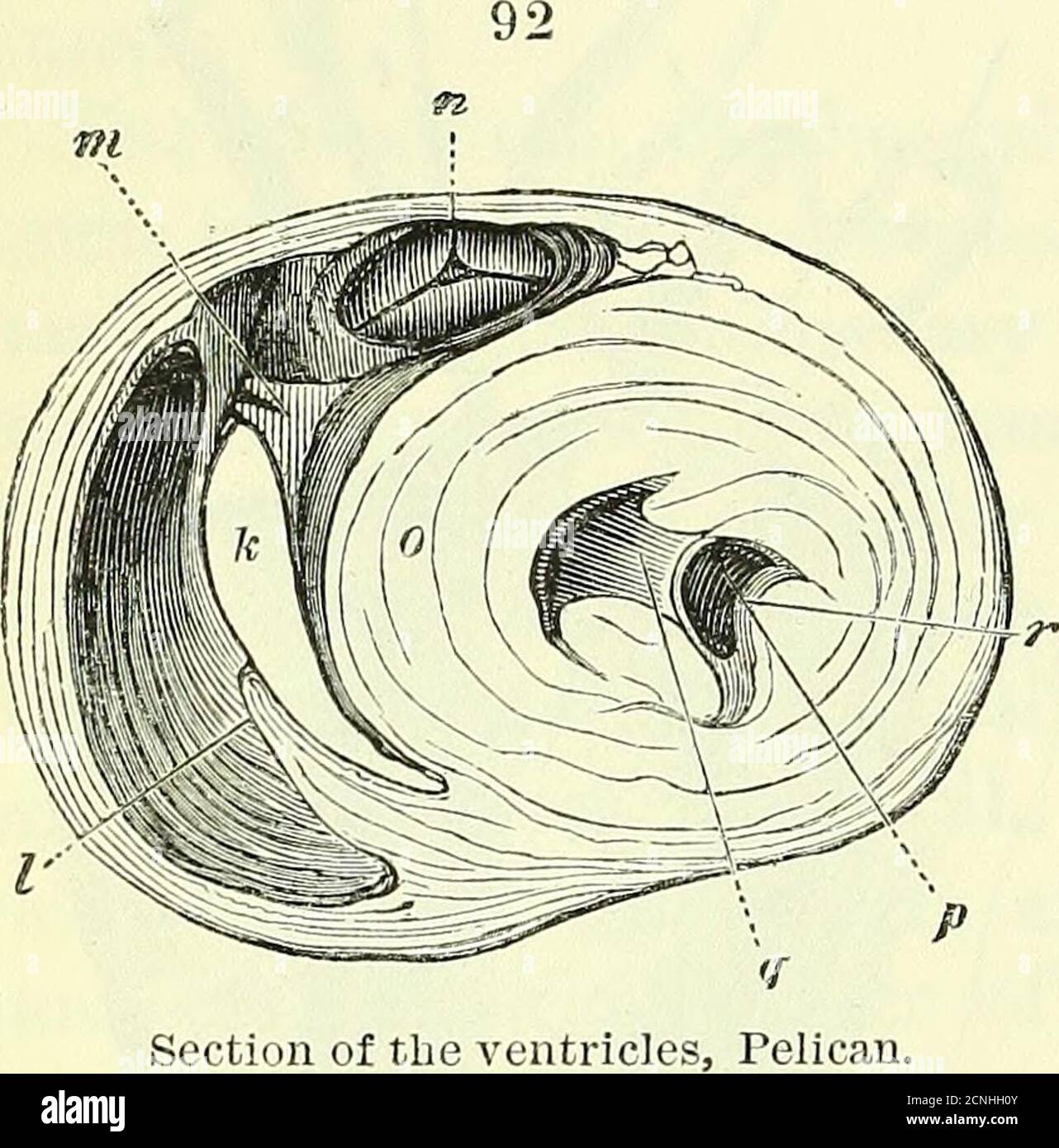 . Sulla anatomia di vertebrati [risorsa elettronica] . um e cellulartissue denso. Il ventricolo sinistro, figg. 91, 92, o, è una cavità conica allungata, i cui parietes sono tre volte più spessi di quelli del ventricolo destro, e presentano forti colonne carnose che si estendono dall'apice verso la base; Due dei più grandi di questi colonnspresent nell'Emeu una breve eminenza convessa verso l'orifizio auri-culoventricolare, fig. 92, r, e dare a lupo tendini spessi corti il margine e la superficie ventricolare di due pieghe membranose,figg. 91, 92, p, g, che corrispondono a ( valvola mitrale in ma Foto Stock