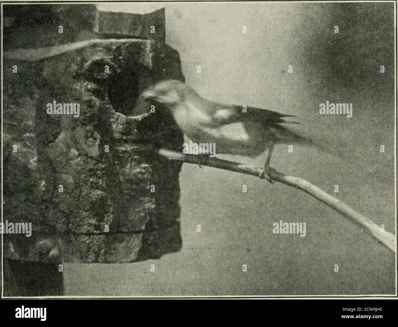 . Note di uccello . , come ho visto più vicino qualsiasi traccia di loro. Forse, la sokite nell'anno la scorta di insetti ha funzionato un po'corta e poichè nessun alimento vivo o artificiale, tranne il pane ed il latte, è stato fornito, quei giovani sono stati nutriti inadeguatamente. Un altro successo hrst in queste aviarie è stato con la Grey-Headed si)arrow (Passer s7vaiiso)II). Dopo due tentativi l'uccello di asingle fu allevato in una buccia di cocco-noci. Questo Htle onecnlv differiva dai suoi i)arents dall'assenza del wing-bar bianco, una caratteristica così evidente negli uccelli adidt. Era piuttosto un po 'di Sparrows africani. 3 timido piccolo uccello all'inizio, ma afte Foto Stock