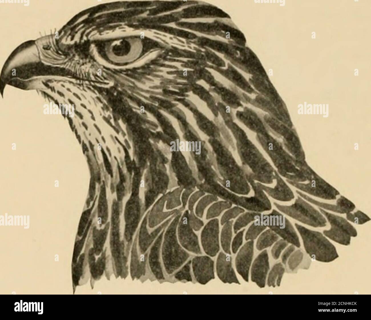 . Uccelli della Carolina del Nord . , o entrambi; forma, ovata di cenere, taglia 1.90 x 1.55. L'Hawk ad ali larghe è decisamente benefico, alimentando piccoli mammiferi, suchas topi e shrews; anche su piccoli rettili, rane, e la larve di grandi falene.sono raramente, se mai, conosciuti per distruggere uccello-hfe. Genere Archibuteo (Brehm)153. Archibuteo lagcpus sancti-johannis [GmeL]. Falco a zampe ruvide. Descrizione.-principalmente biancastro, streiikod witli arrugginito, ma variando da questo in una forma in cui il piumaggio è completamente nero. L., 22.50; W., 16.00;T., 9.50. Range.: Nord America a nord del Messico, riproduzione lontano a nord.Rang Foto Stock