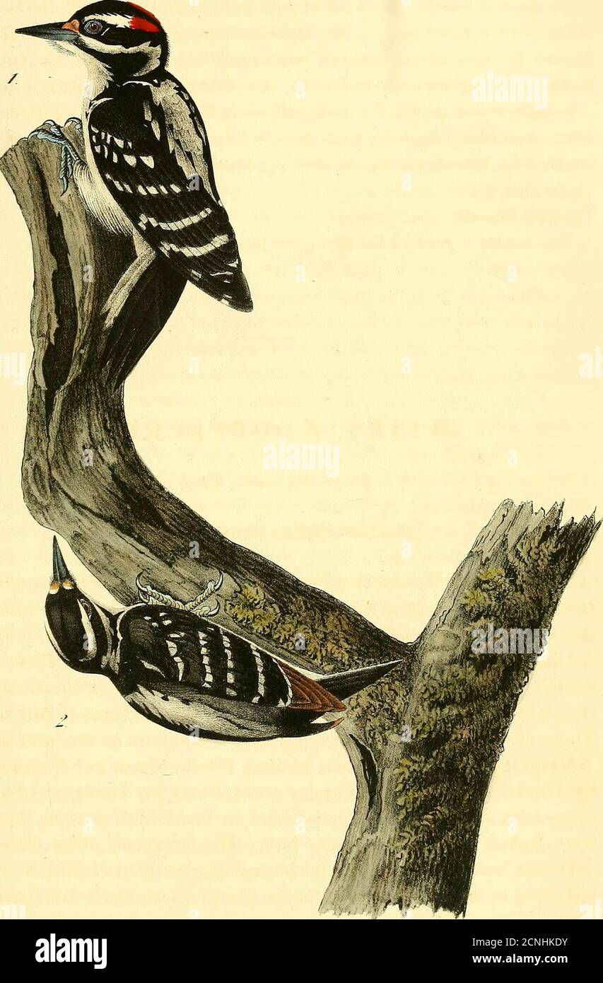 . Gli uccelli d'America : dai disegni fatti negli Stati Uniti e nei loro territori . y le sue dimensioni più piccole, e altre differenze. Wilson, sembra, non credeva all'esistenza del Picus cana-Densis, il Picus Woodpecker Canada; tuttavia la sua figura del Picus cana-Densis mi sembra essere arepresentation di quella specie, Mentre la sua descrizione appartiene in parte a both.Those errori sono stati adottati da tutti i suoi seguaci al giorno d'oggi, gh le distinzioni specifiche tra Picus villosus e P. canadensishave sono stati chiaramente riconosciuti dal mio giovane amico Dr Trttdeatj, che mi ha adirato da Parigi che b Foto Stock