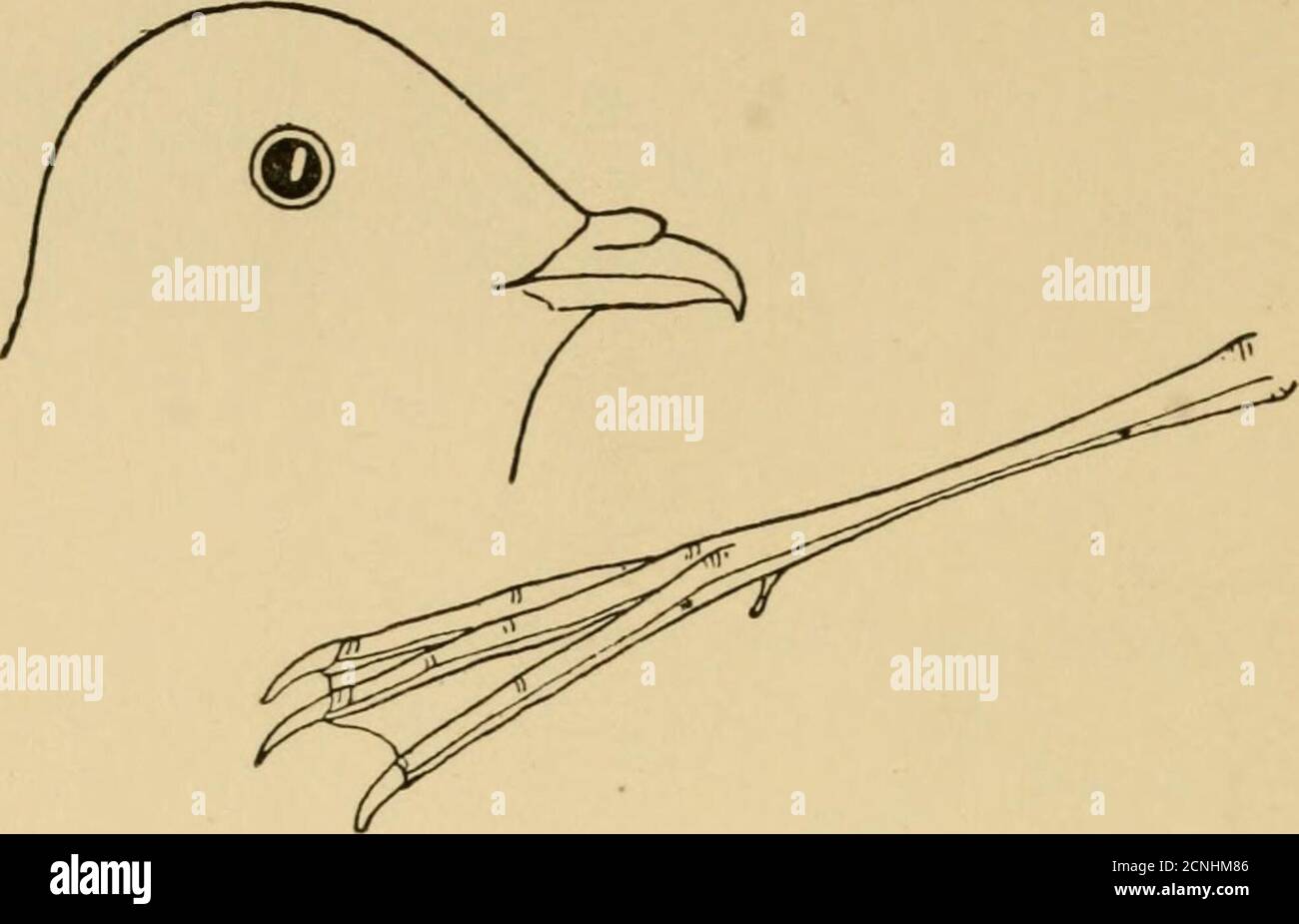 . 'Ogni uccello;' una guida all'identificazione degli uccelli di bosco, spiaggia e oceano. Con centoventiquattro linee illustrazioni. Er parti perlacee, leathers outertail grigiastro, resto di coda bianca. In inverno, fronte e sotto parti bianche; immature, parti superiori bruno.Bill rosso, nero punta, piedi arancione in estate. Bill almostblack in inverno. Lunghezza circa 15,00. Canzone e altre note: Piangere, grida dure. Haunts; un uccello dell'oceano e della baia, che si alleva su isole sabbiose. UCCELLI OCEANATI. J 55 N. 156. ROSEATE TERN. Specie: T. dougaJli, distribuzione: Un residente estivo lungo la costa. DAT Foto Stock