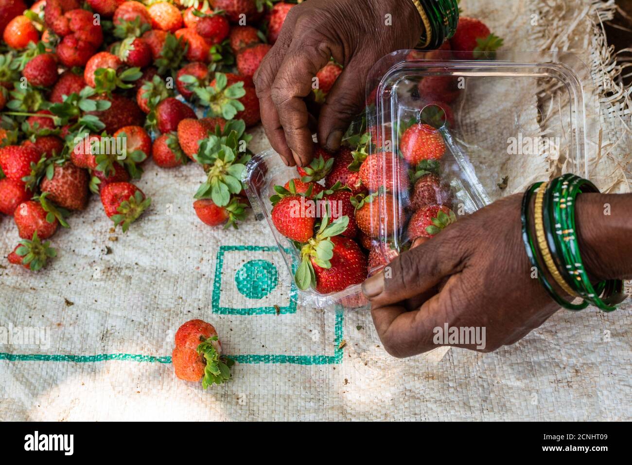 Fragole biologiche che vengono selezionate e confezionate per la vendita in un'azienda agricola a Goa, India Foto Stock