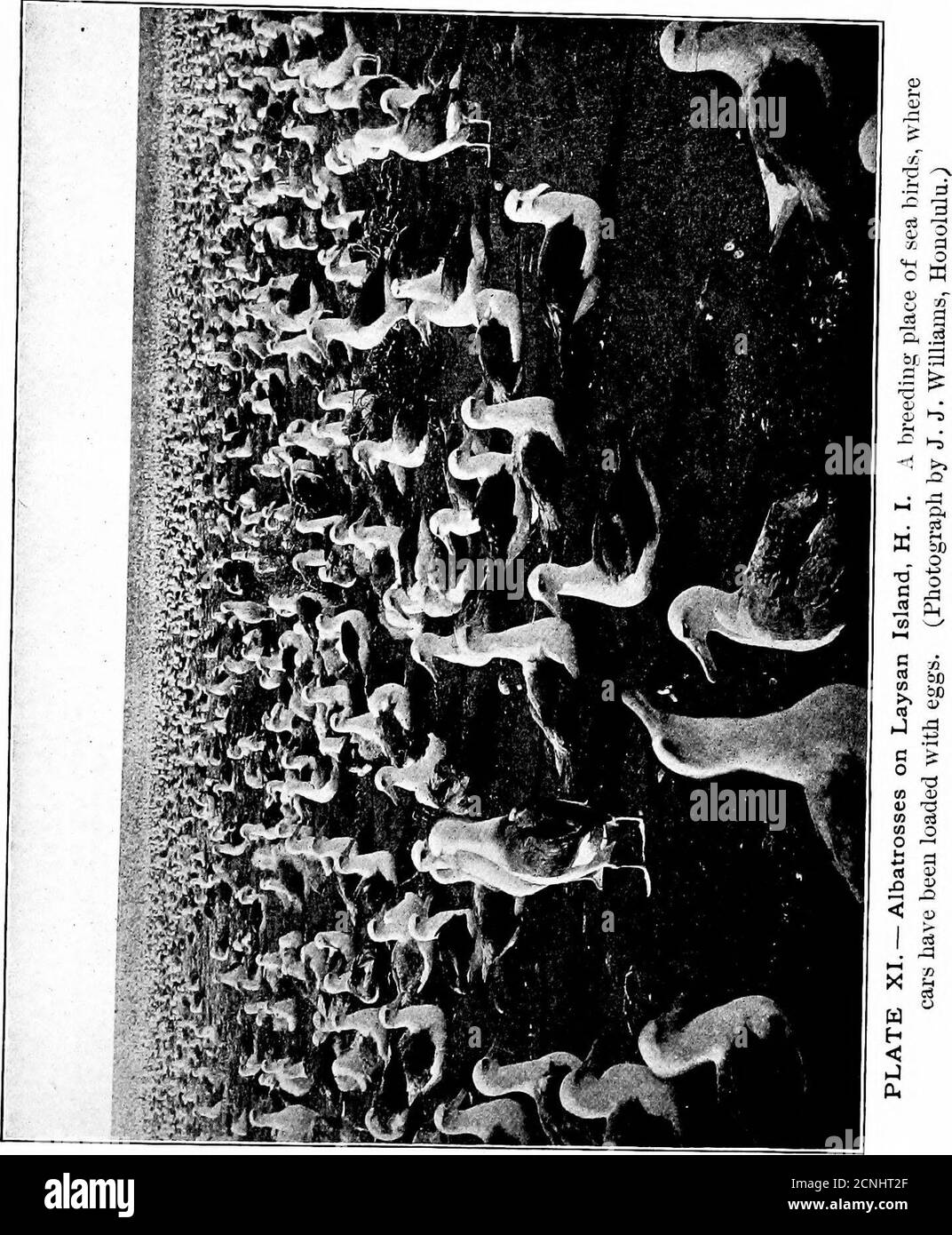 . Uccelli utili e la loro protezione. Contenente brevi descrizioni delle specie più comuni e utili del Massachusetts, con i resoconti delle loro abitudini alimentari, e un capitolo sui mezzi per attrarre e proteggere gli uccelli . s prima visita a Isola di Walrus nel Mare di Behring sei uomini hanno caricato un badarrah, trasportando quattro tonnellate, Al bordo delle acque con le uova di Murres.su Laysan, una delle isole hawaiane, c'è un luogo di grande allevamento di un Albatross {Diomedea immutdbilis).tali quantità immense delle loro uova sono state raccolte che le automobili sono state caricate con loro.^ tutto questo raccolto di uova, comunque, dovrebbe Foto Stock