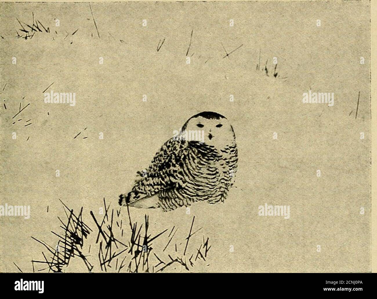 . Il m-portant che riproducono-luoghi del WhitePelican e del gull della California, non è themost nesting-terra orientale come intimato, notizie del libro e revisioni 55 poiché entrambe le specie allevano come lontano est asNorth Dakota. Sotto il nome di Geo-thlypis beldingi goldmani, Oberholser ha hassepared il Yellowgola della parte cen-tral della penisola di LowerCalifornia ed ha selezionato un campione da San Ignacio come il tipo della nuova forma. Le note brevi includono due registrazioni dell'allevamento della Sierra Junco a Berke-ley nel 1917, alcune osservazioni aggiuntive sull'insorgenza di goshawk in California durante la t. Foto Stock