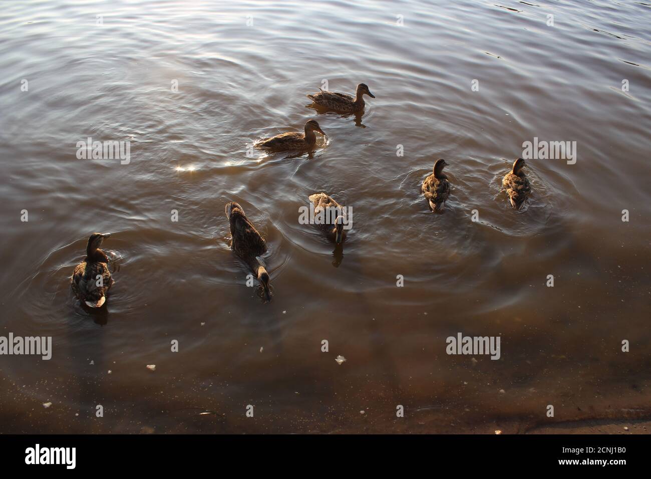 Gruppo di anatre che nuotano nell'acqua illuminata dalla luce del tramonto Foto Stock