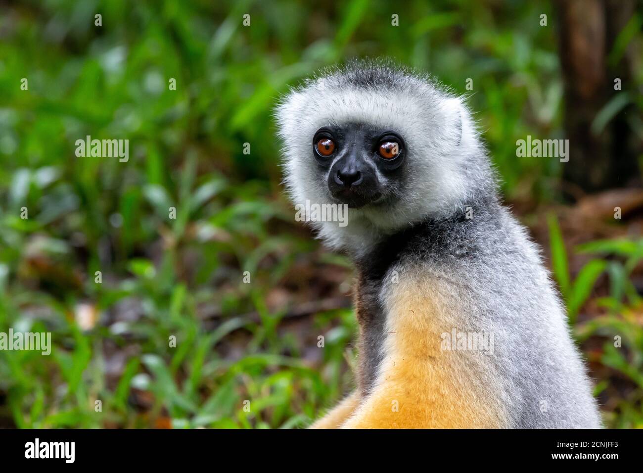 Un lemure di Sifaka si siede nell'erba e guarda cosa si verifica nell'area Foto Stock