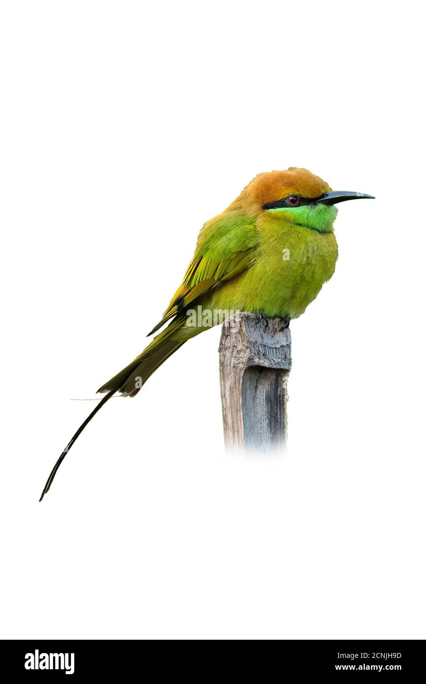 Green Bee-Eater perching su bastone di bambù isolato su sfondo bianco Foto Stock