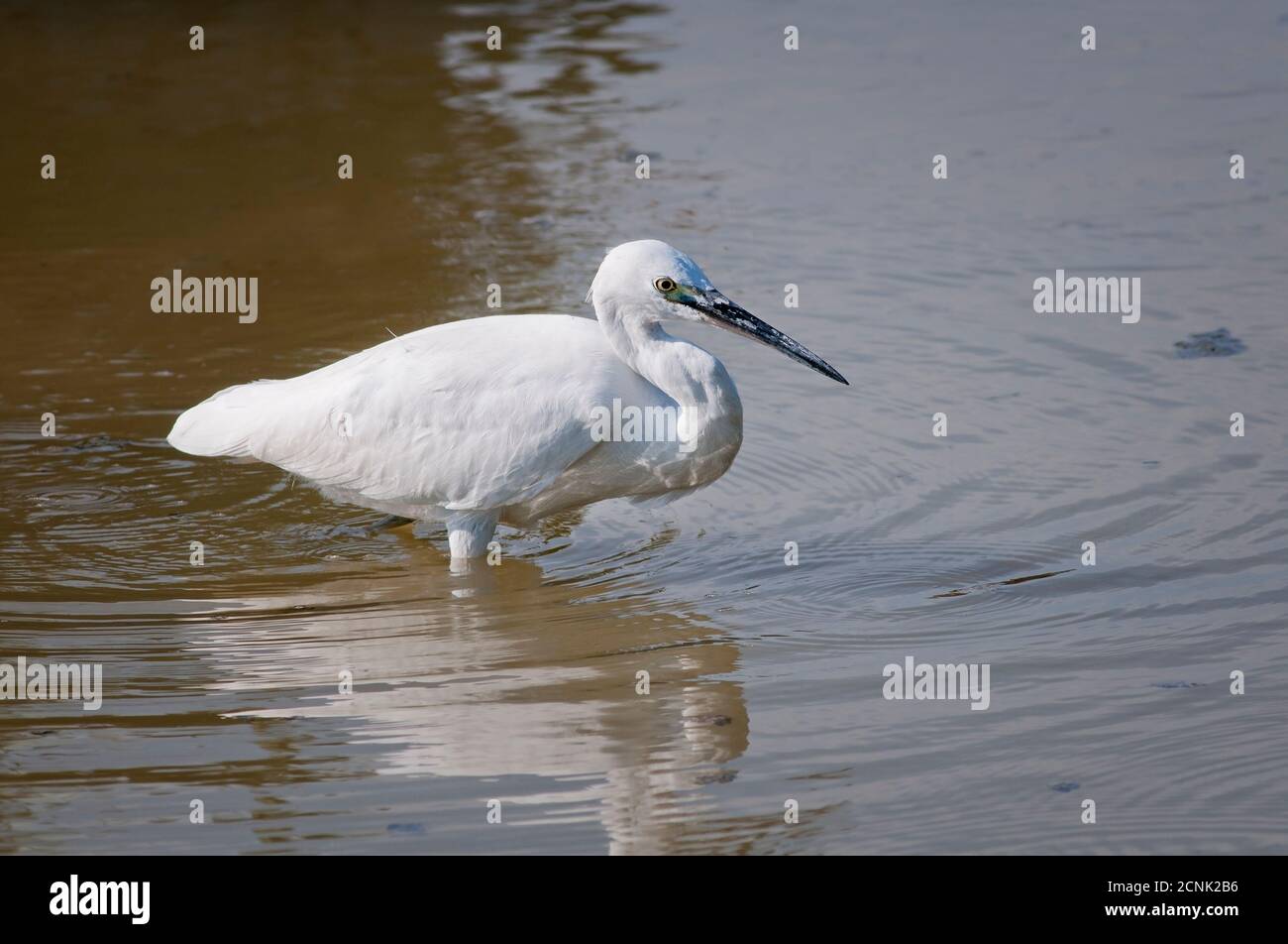 Piccola garzetta, Egretta garzetta, Ardeidae, foraggio in acque poco profonde. Foto Stock