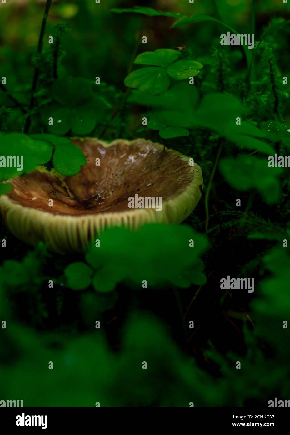 Funghi di cane marrone che crescono in una foresta di pioggia verde, spore che produce da vicino Foto Stock