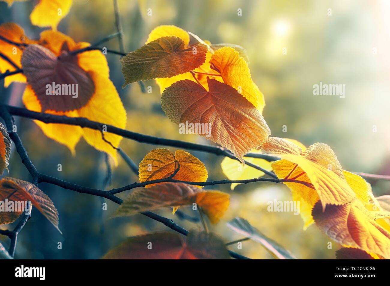 Abstract naturale sfondo di autunno Foto Stock