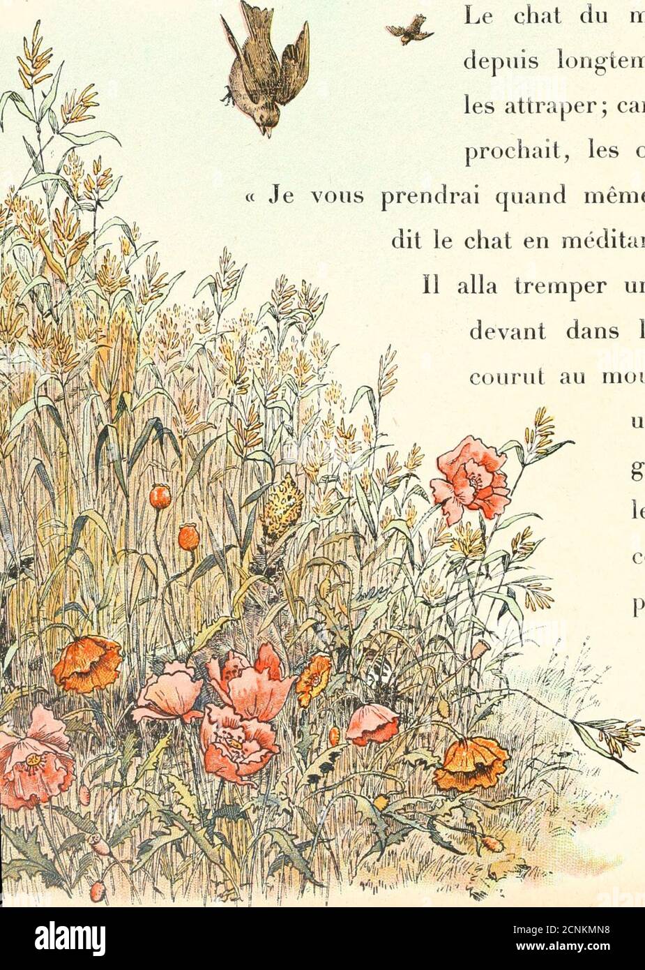 . A B C, . OINEAU dans un champ de millet, lesmoineaux venaient picorer les épis.le chat du meunier les guettaitdepuis longtemps, sans réussir àles attraper; auto, aussitôt quil sap-prochait, les oiseaux senvolaient.« JE vous prendrai quant e même, médit, usa nit dit. Il trema une de ses pattes dedevant dans le ruisseau, puis ilcourut au moulin la plonger dansun tas de millet engrain, de façon queles grains restèrentcollés autour de sapatte mouillée. (( ausi, sedit-il, ma latte - 32 - V -. Ressemblera à un gros épi de millet, et les oiseaux sylaisseront pren Foto Stock