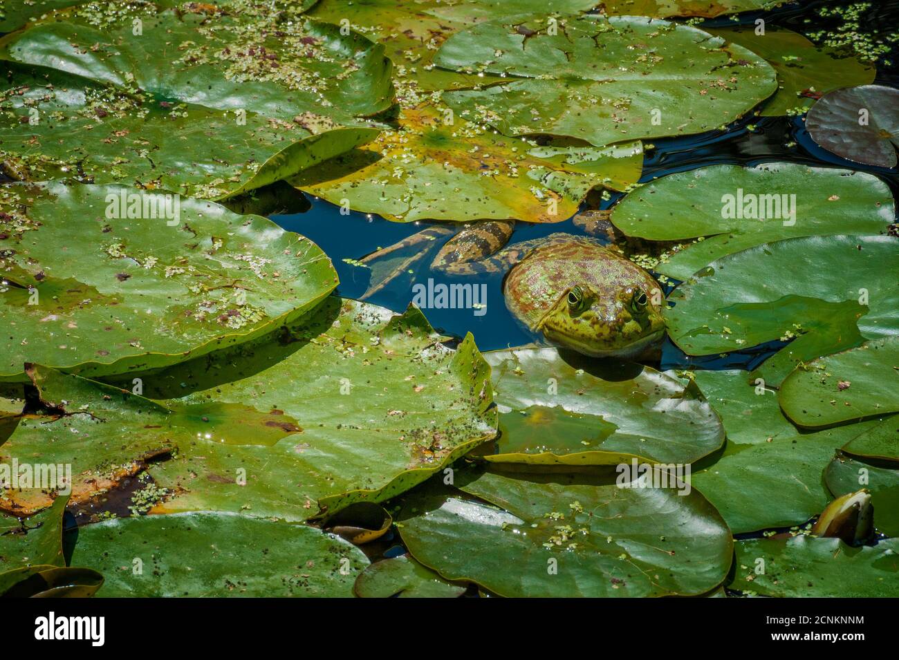 Una rana si fonde con il suo habitat in uno stagno. Foto Stock