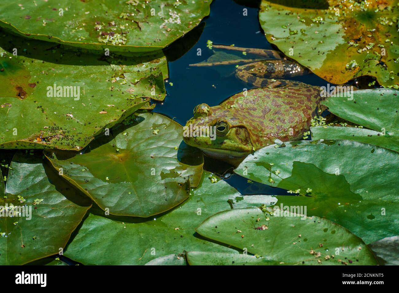 Una rana si fonde con il suo habitat in uno stagno. Foto Stock
