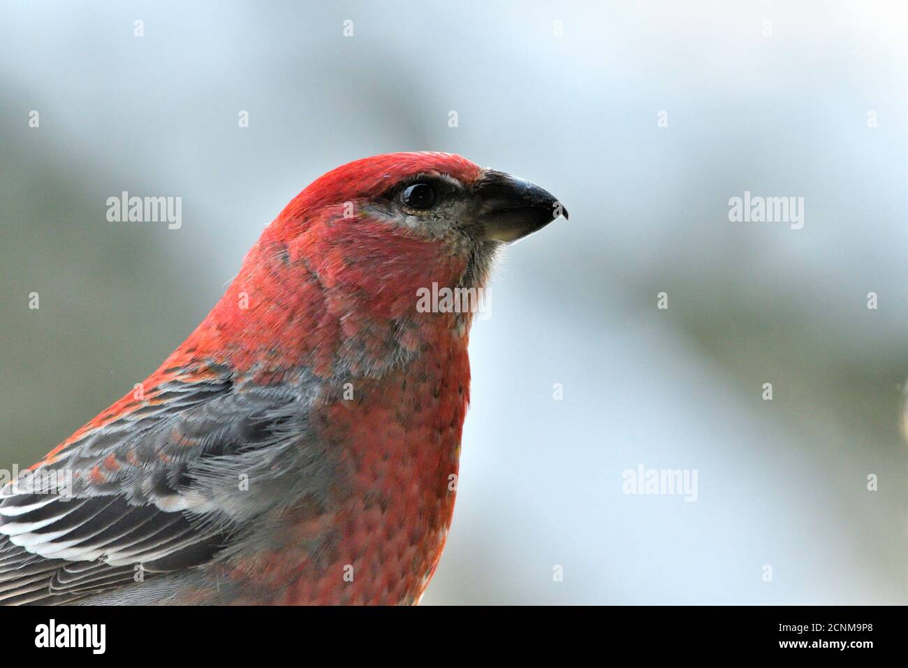 Una vista ravvicinata di un uccello del pino grossbeak (enucleatore della pinicola); Foto Stock