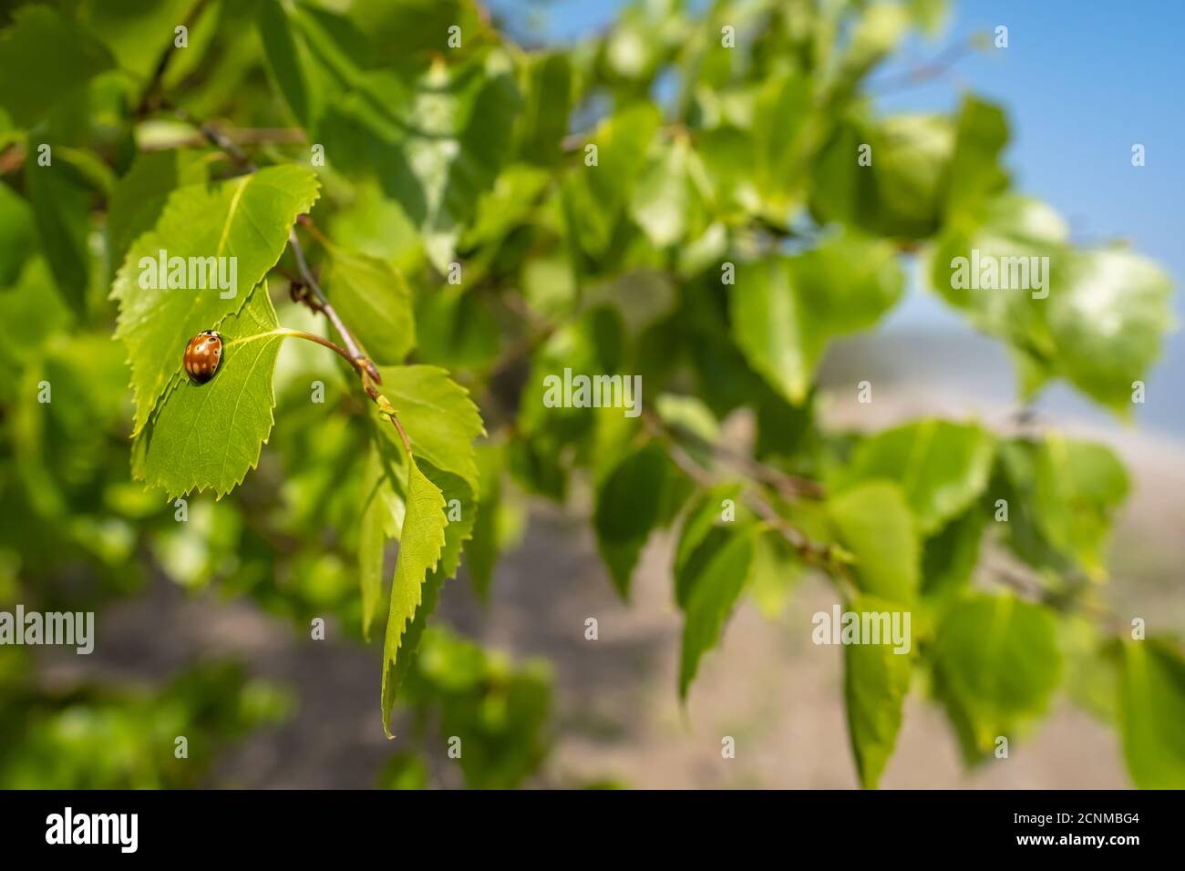 coccinellidae anatis ocellata coleoptera su una foglia verde di un ramo di betulla, in una soleggiata giornata estiva. Foto Stock