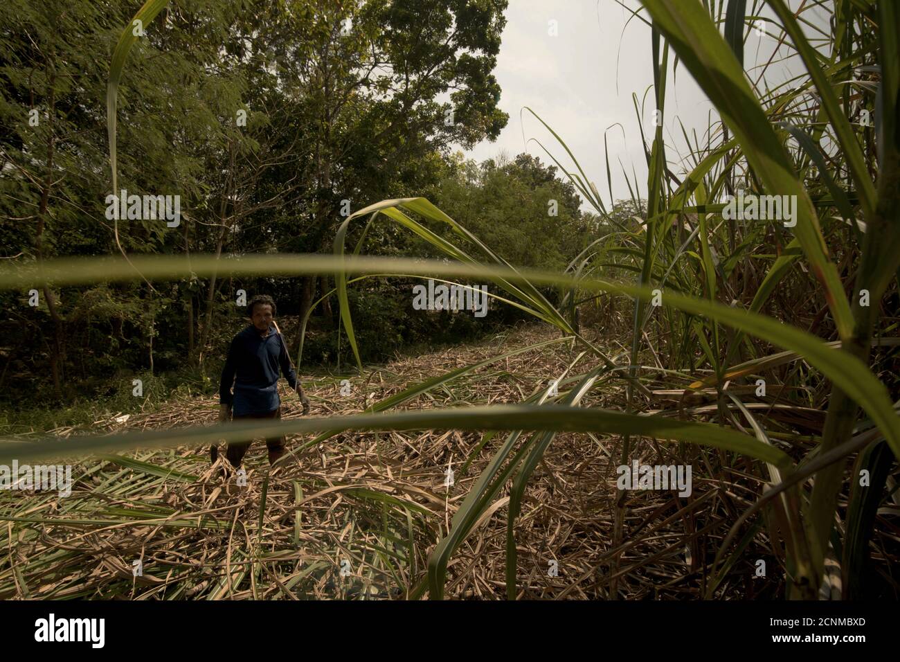 Ritratto ambientale di un lavoratore mentre si ferma dalla raccolta la canna da zucchero in un campo agricolo è riuscita a fornire la lavorazione Industria a Taskm Foto Stock