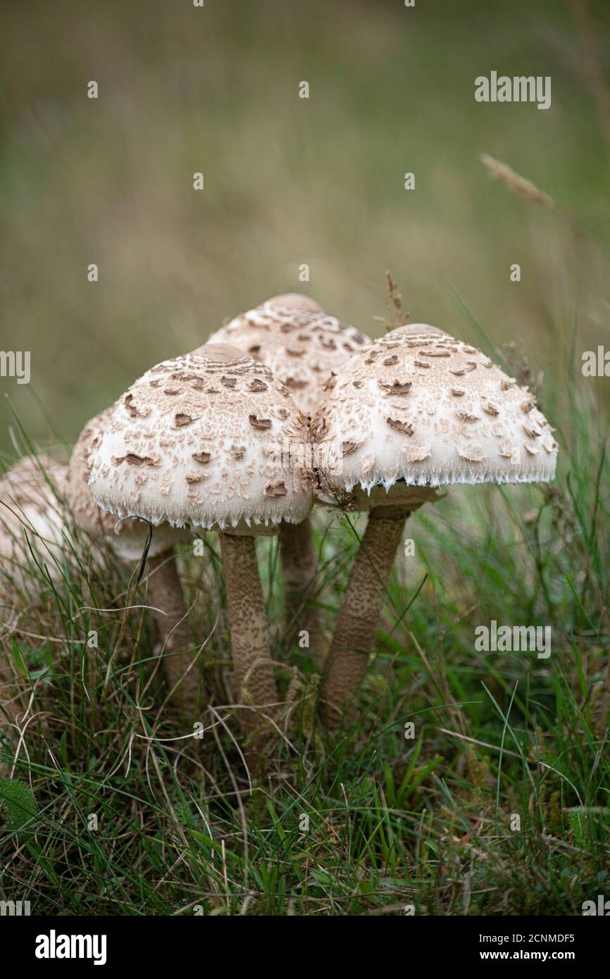 Parasol Mushroom: Macrolepiota procera. Sussex, Regno Unito. Commestibile. Foto Stock
