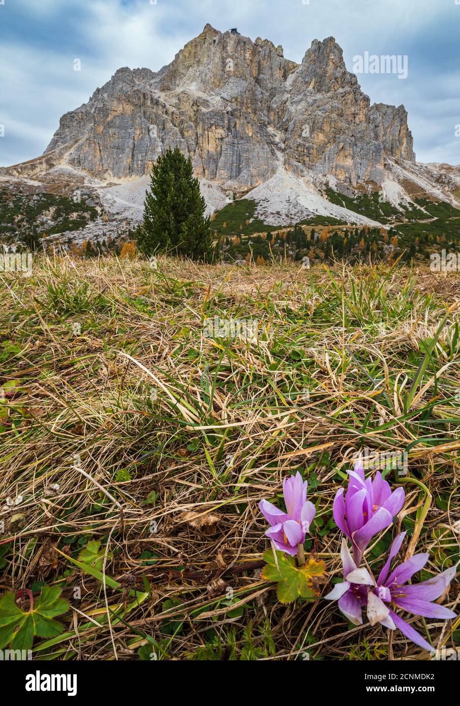 Fiori di crocus autunnali vicino al Passo di Falzarego, Dolomiti d'Italia Foto Stock