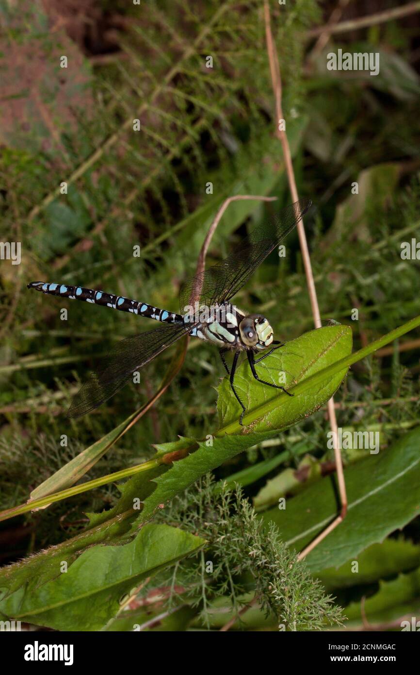 Bella libellula è seduta sul gambo di una pianta verde. Animali nella fauna selvatica. Foto Stock