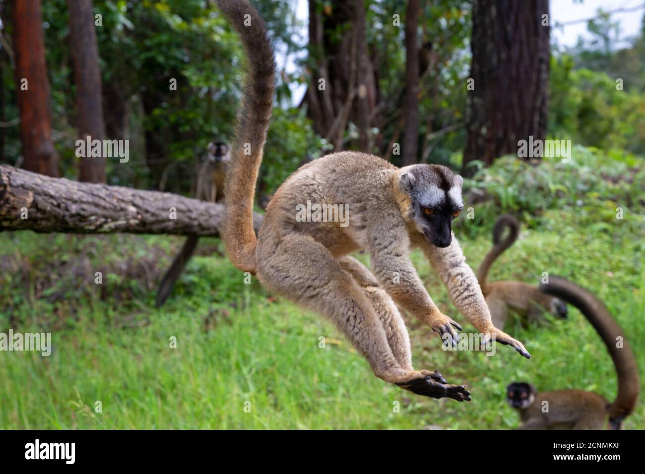 I lemuri marroni giocano nel prato e in un tronco di albero e stanno aspettando i visitatori Foto Stock