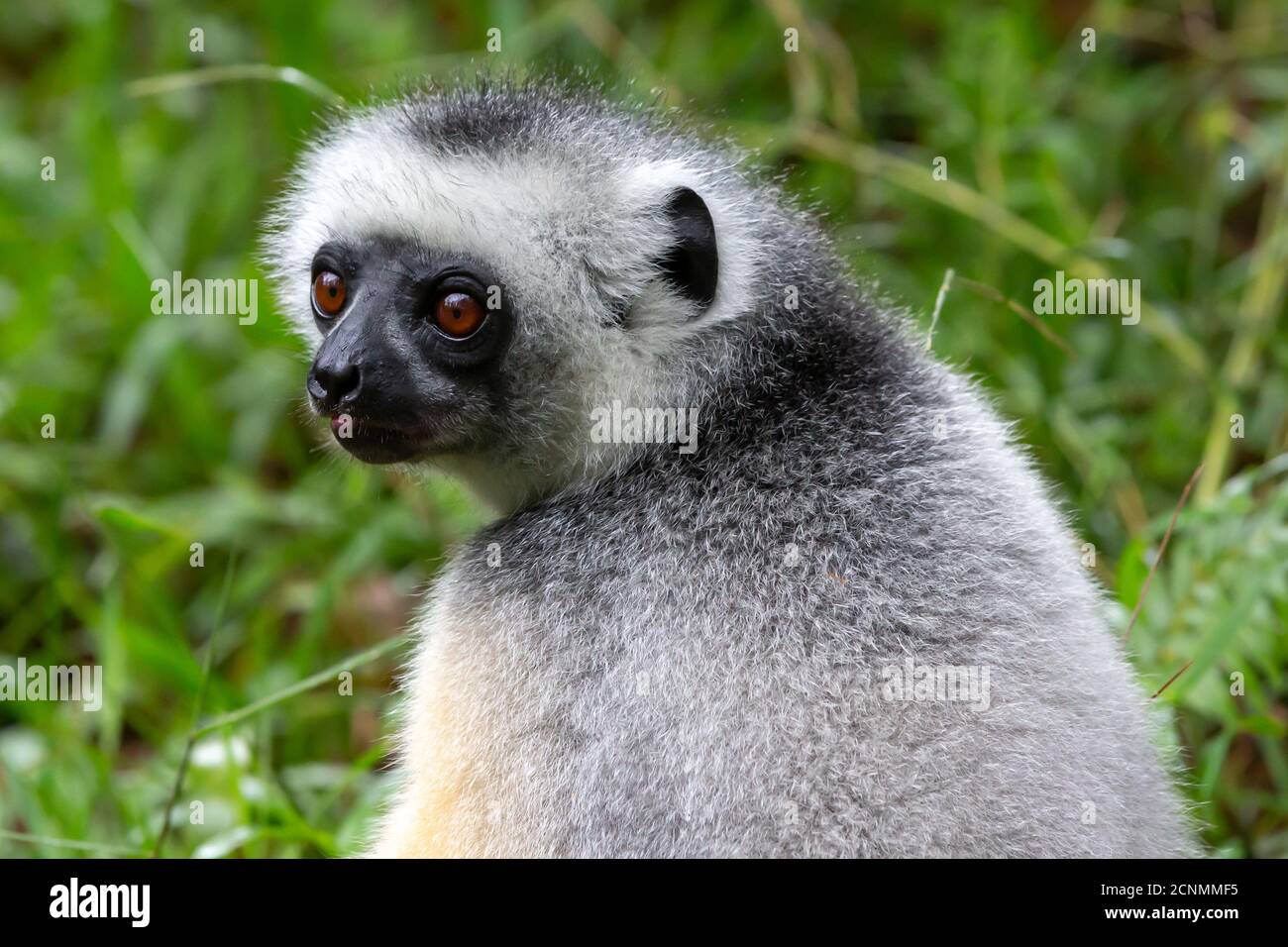 Un lemure di Sifaka si siede nell'erba e guarda cosa si verifica nell'area Foto Stock