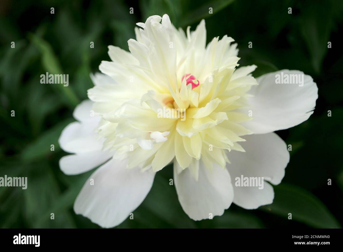 Bianco Peonia con delicati petali e foglie verdi in giardino, bianco primavera fiori macro, fiore testa macro, foto floreale, macro fotografia, stock Foto Stock