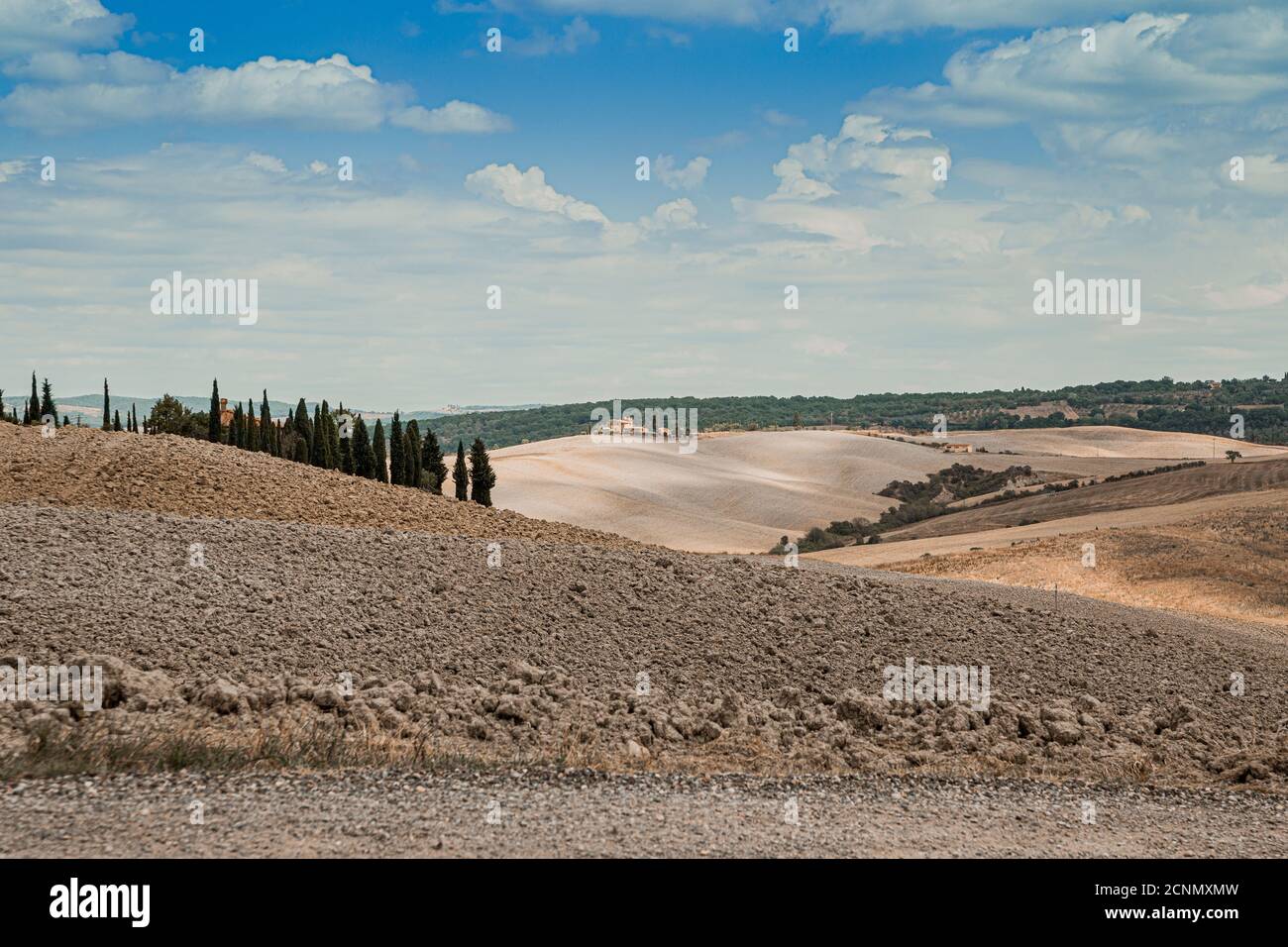 Soleggiata vista estiva di piccoli alberi foresta tra i campi. Bella giornata panoramica del paesaggio toscano, vicino a San Quirico d`Orcia in Val d`Orcia Foto Stock