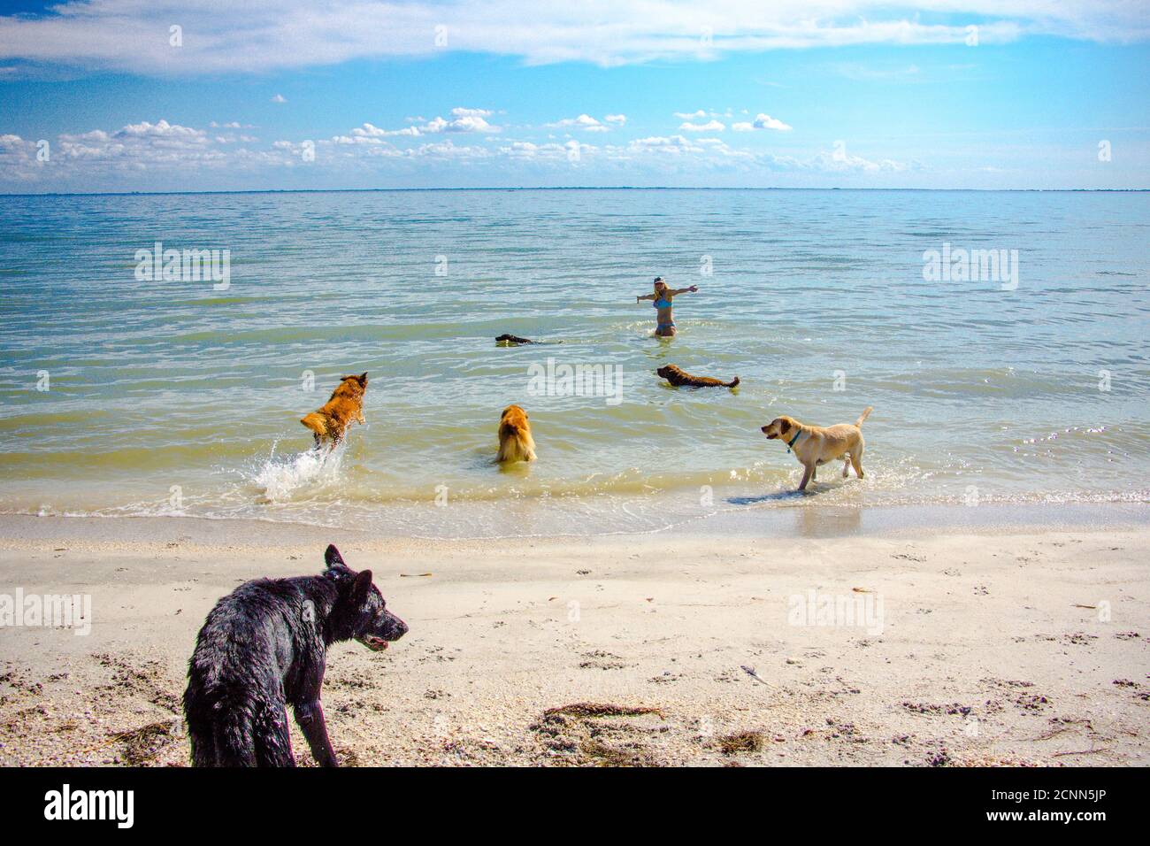 Donna che gioca con un gruppo di cani in mare, Florida, Stati Uniti Foto Stock