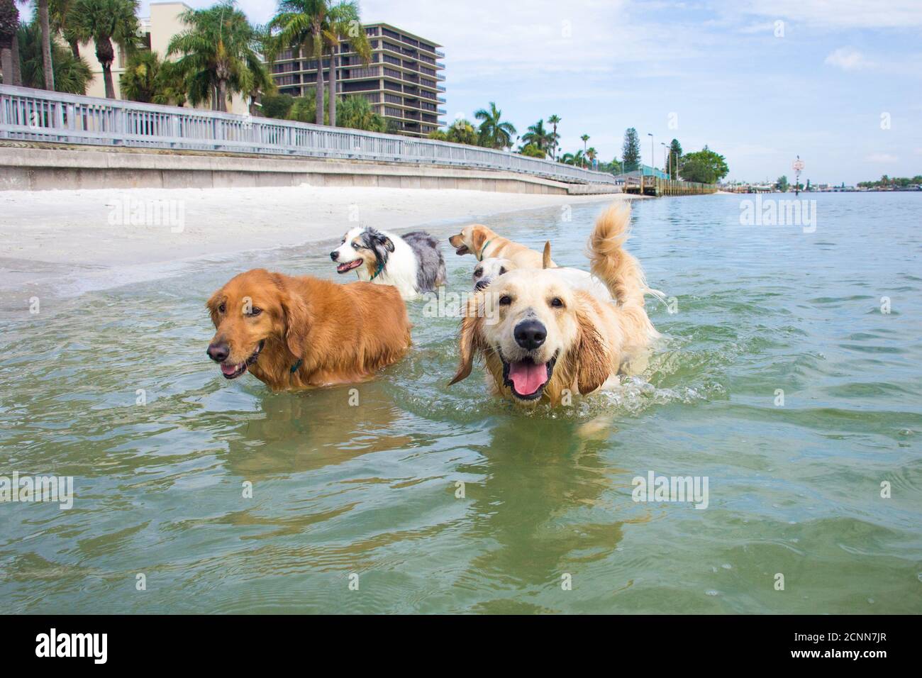Cinque cani che camminano in oceano, Florida, Stati Uniti Foto Stock