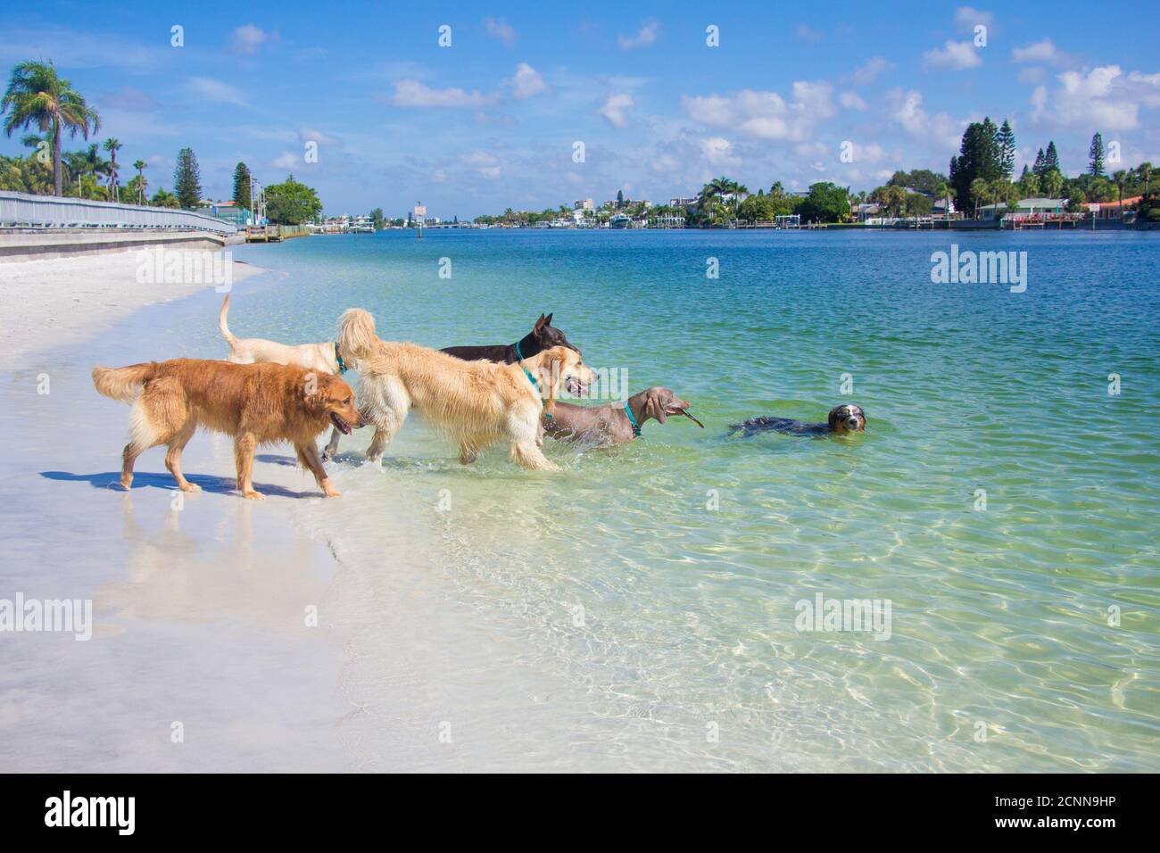 Gruppo di cani che giocano sulla spiaggia, Florida, USA Foto Stock