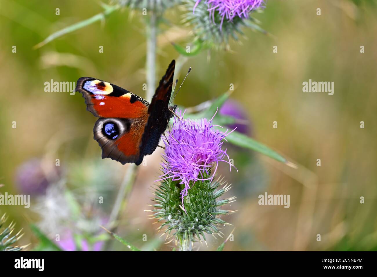 Bella farfalla rossa su un cardo fiorito rosa. Aglais io, farfalla di pavone in macro closeup. Foto Stock