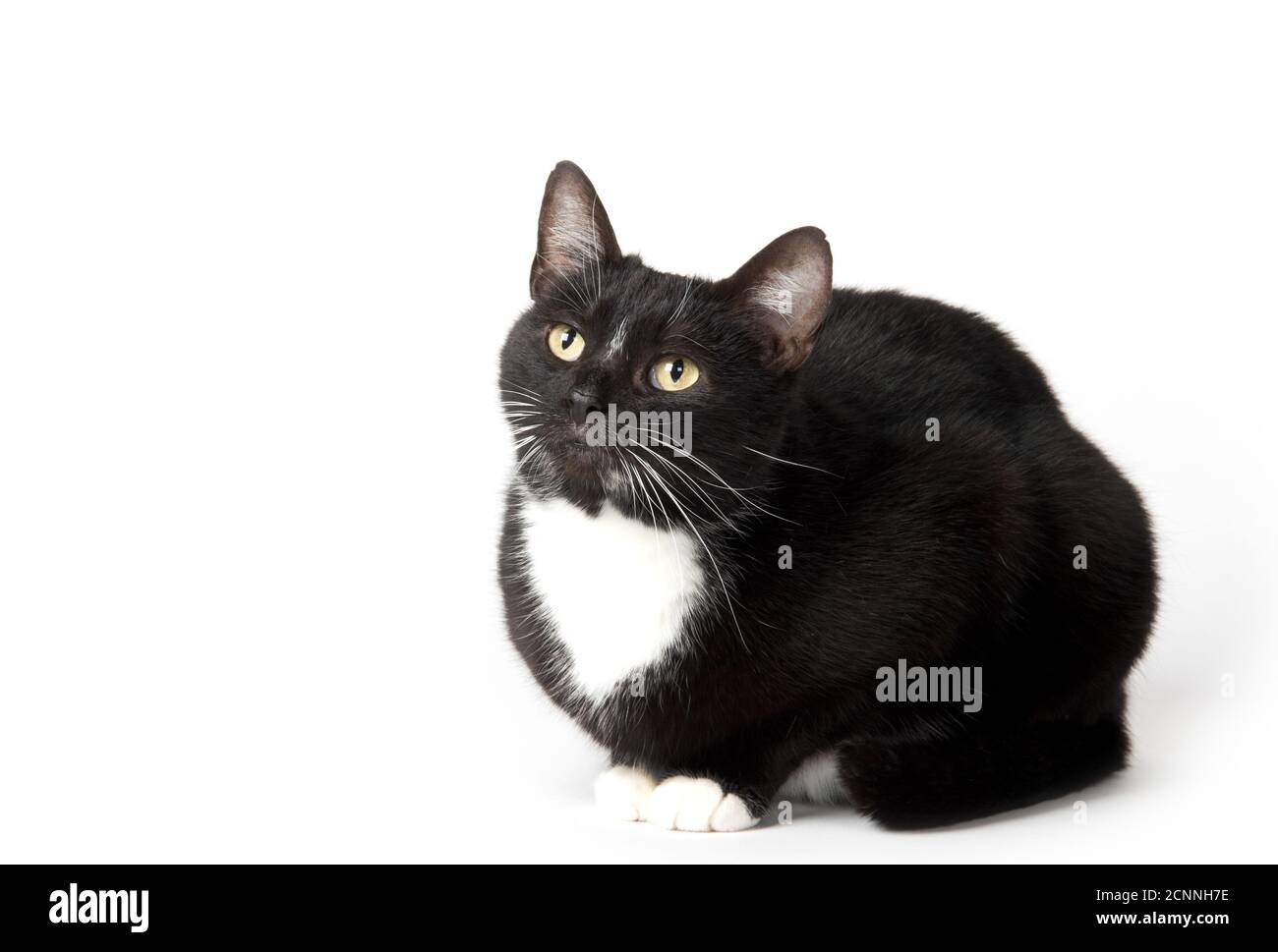 Cute nero e bianco tuxedo gatto su sfondo bianco Foto Stock