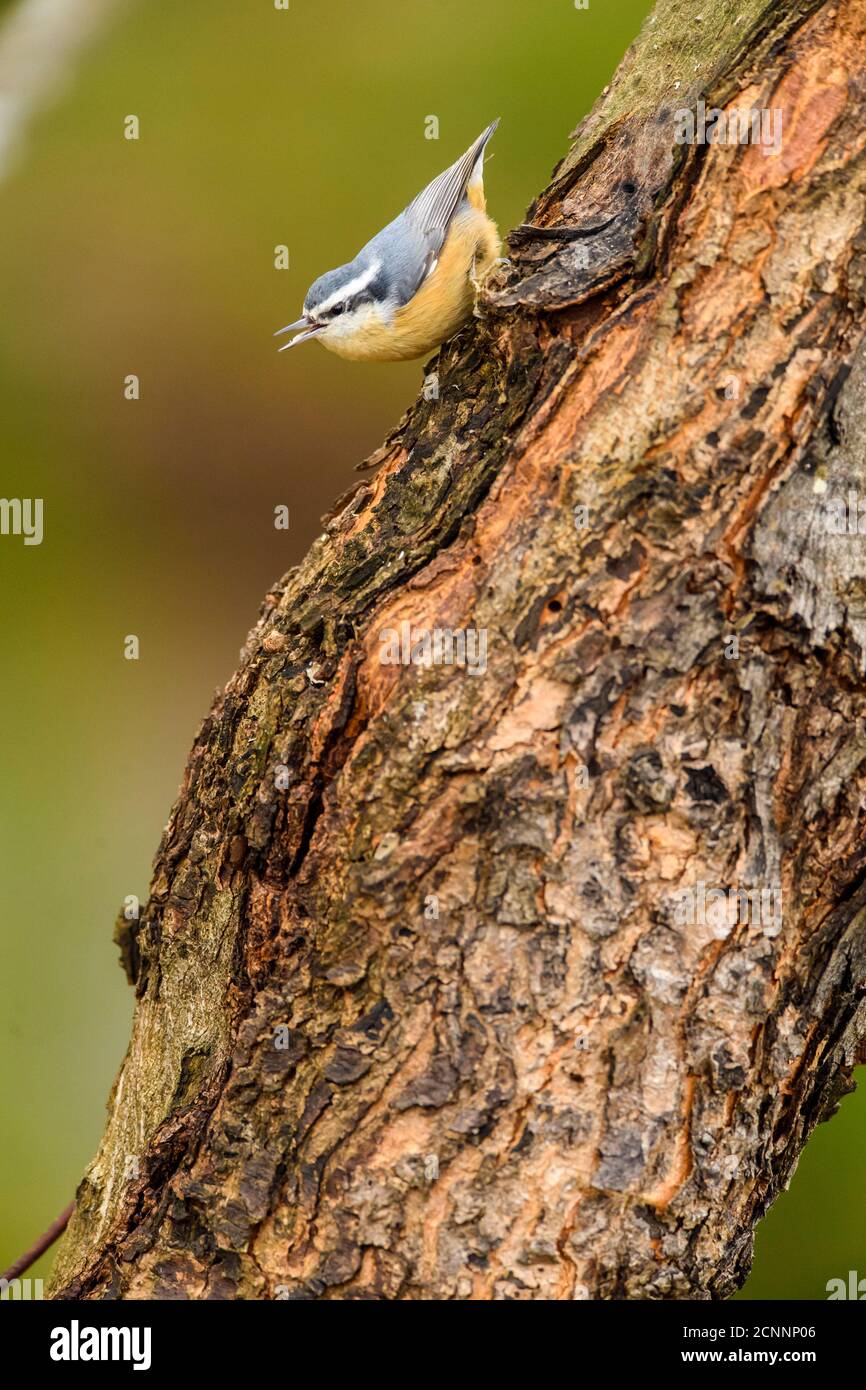 Petto rosso picchio muratore (Sitta canadensis), maggiore Sudbury, Ontario, Canada Foto Stock
