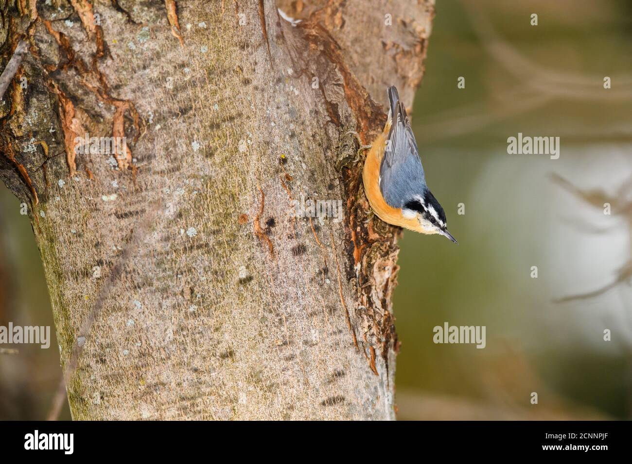 Petto rosso picchio muratore (Sitta canadensis), maggiore Sudbury, Ontario, Canada Foto Stock