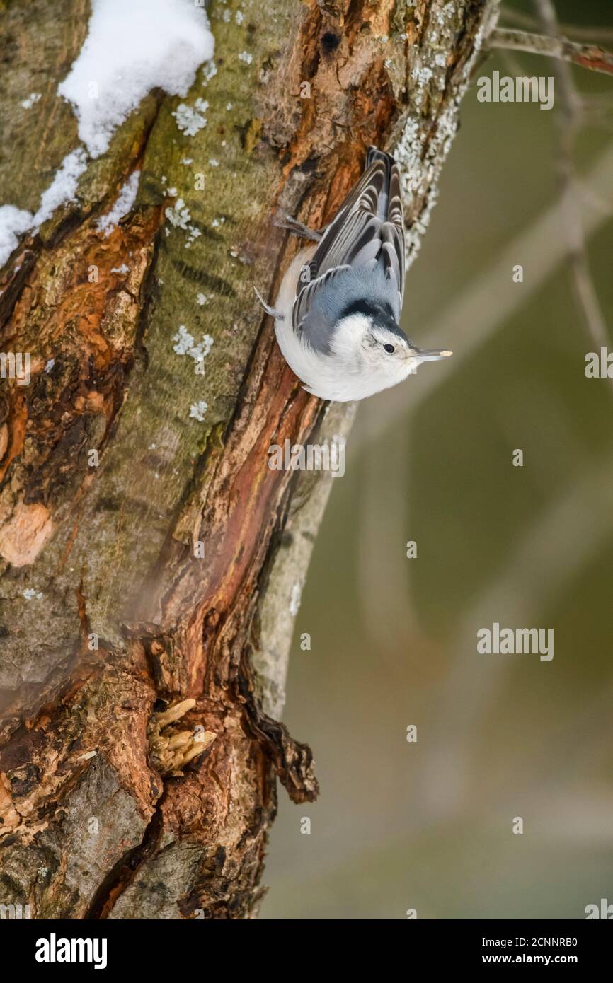 Nuthatch bianco (Sitta carolinensis), Greater Sudbury, Ontario, Canada Foto Stock
