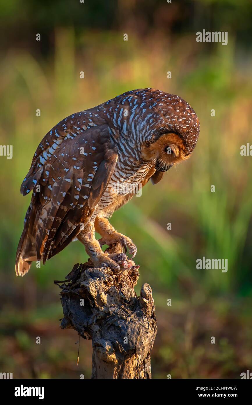 Spotted gufo di legno, mangiare la sua preda sotto un tramonto Foto Stock