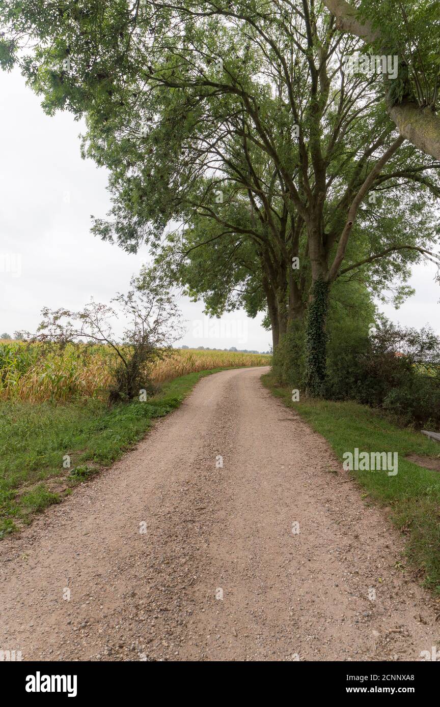 Strada di campagna nei pressi di Millingen aan de Rijn, Paesi Bassi Foto Stock