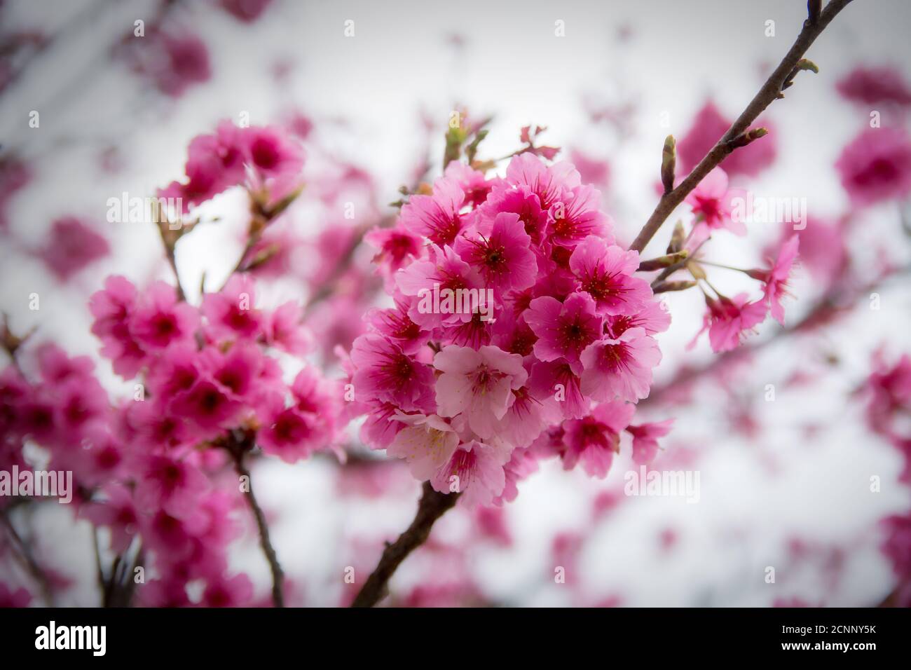 Grappolo di fiori sakura a Taiwan. Sakura Viewing è un'attività molto popolare a Taiwan durante la sua sessione di fioritura. Foto Stock