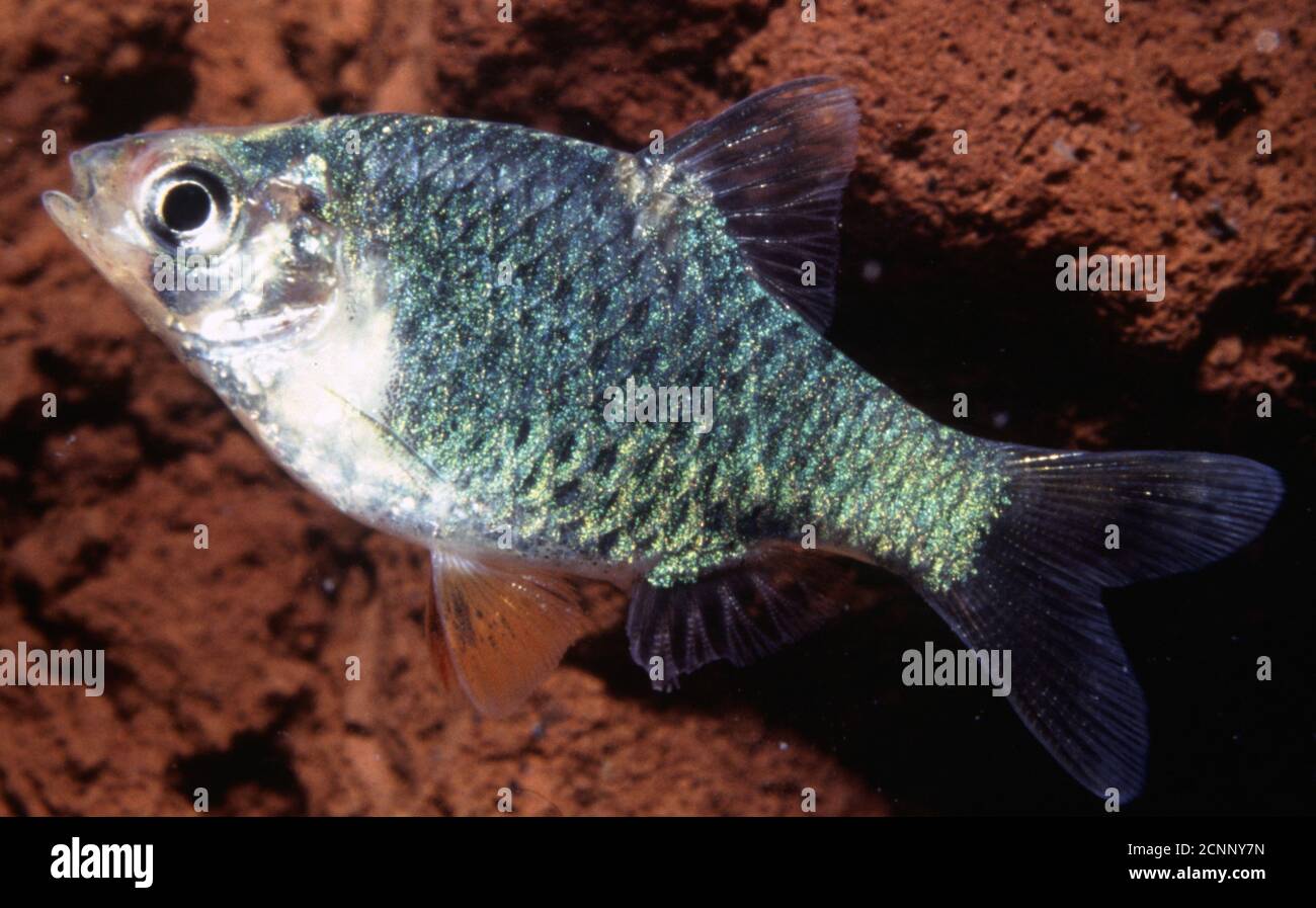 Sumatra o Tiger Barb, Puntigrus tetrazona (Morfo Verde o muschio) Foto Stock