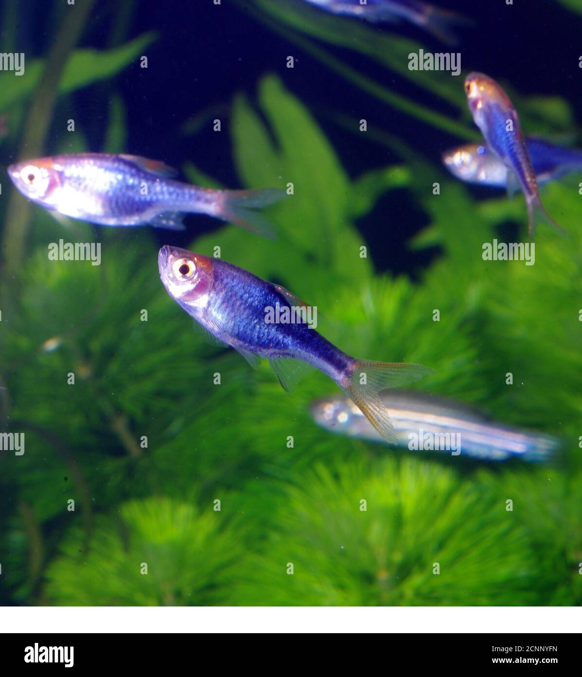 Harlequin rasbora, Trigonostigma eteromorfa (morfo nero) Foto Stock